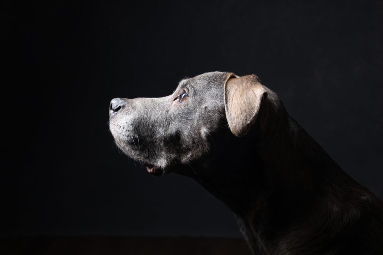 Dog Photography